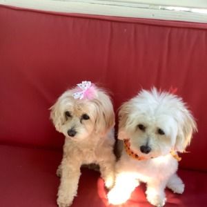 Meet your Posher, Crystal